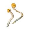 Ecuadorian Magic Mushrooms