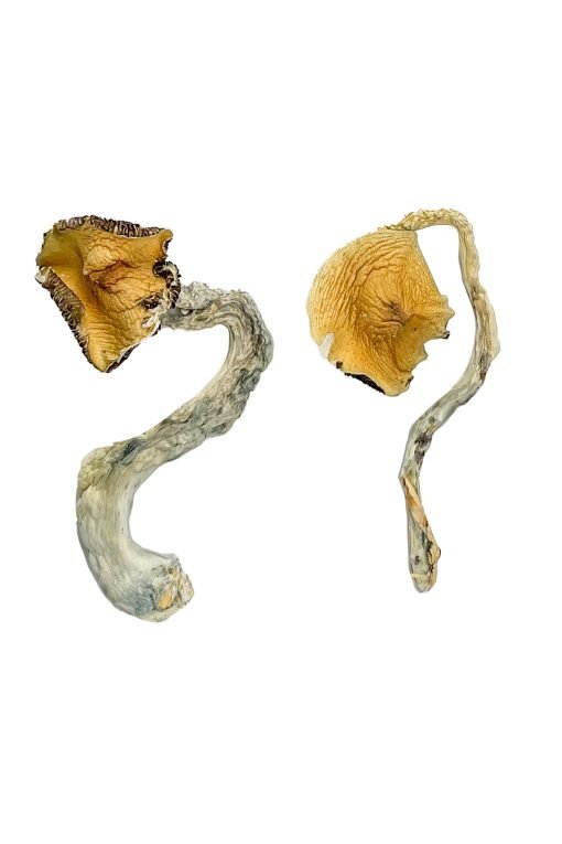 Buy Panama Magic Mushrooms