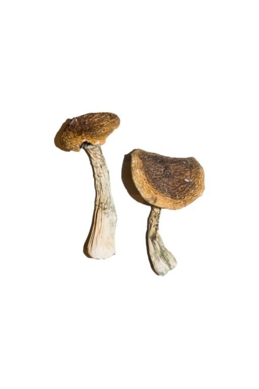 Buy Wavy Caps Magic Mushrooms